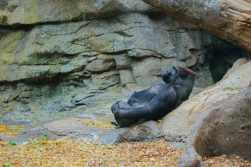 Franklin Park Zoo Resting Western Gorilla, Boston, Massachusetts · United States