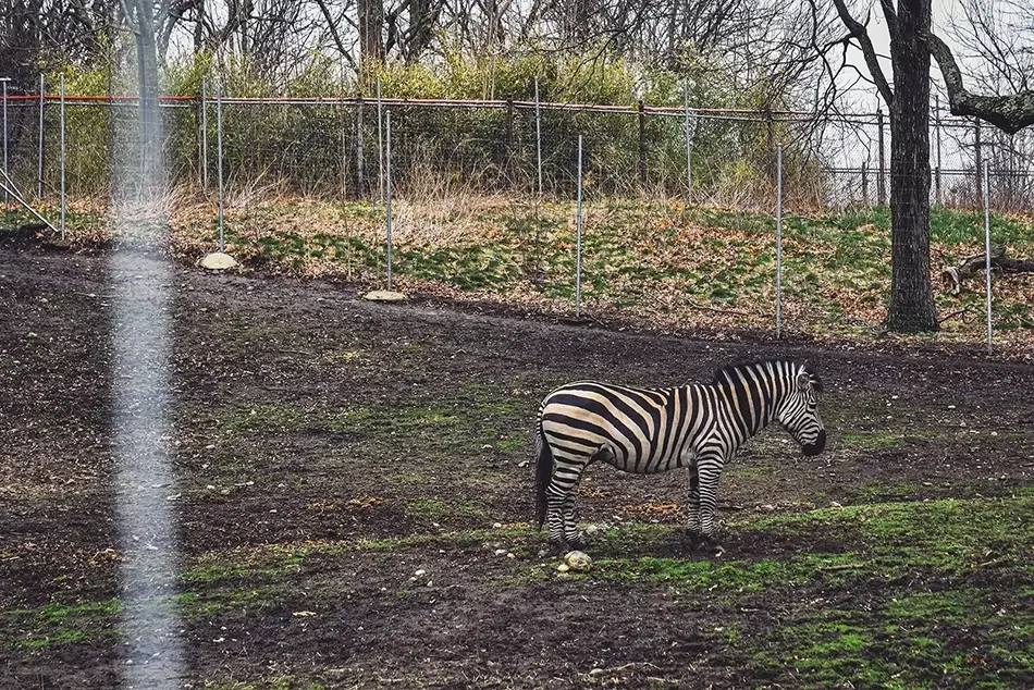 Franklin Park Zoo Pastoral Plains Zebra, Boston, Massachusetts · United States