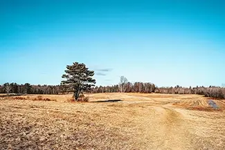 Fuller Farm Solitary Pine, Scarborough, Maine