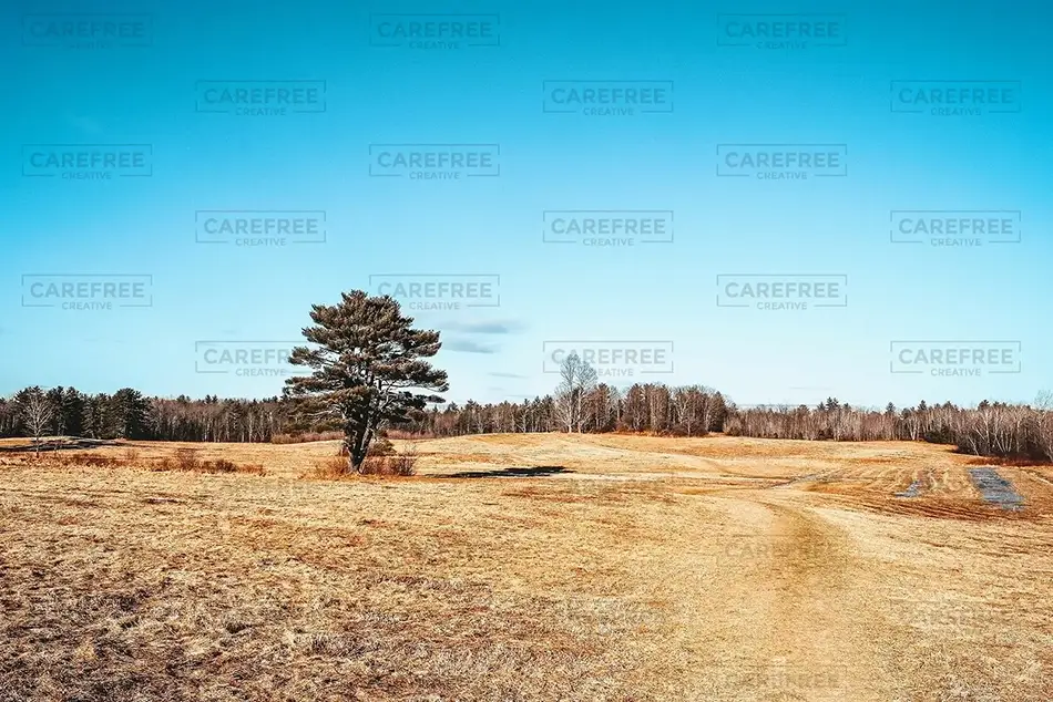 Fuller Farm Solitary Pine, Scarborough, Maine · United States