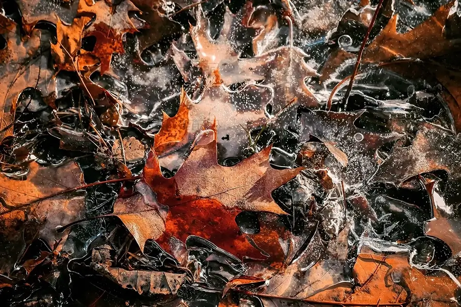 Fuller Farm Frozen Leaves Tapestry, Scarborough, Maine · United States