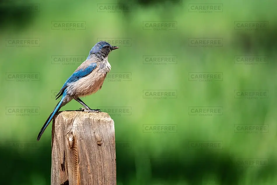 Garden of the Gods Blue Jay Perched, Colorado Springs, Colorado · United States