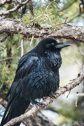 Grand Canyon National Park Raven on Branch, North Rim, Arizona