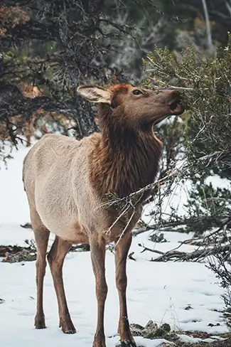Grand Canyon National Park Elk Grazing in Winter, North Rim, Arizona
