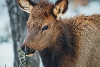 Grand Canyon National Park Elk Feeding in Winter, North Rim, Arizona
