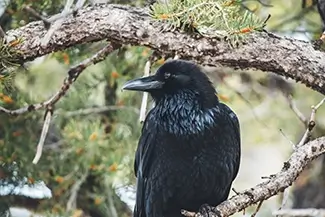 Grand Canyon National Park Black Raven on Branch, North Rim, Arizona