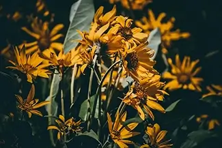 Grand Teton National Park Wild Arrowleaf Balsamroot Flowers, Wyoming