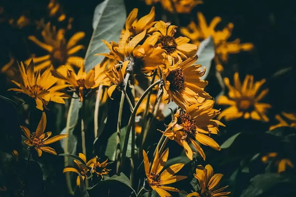 Grand Teton National Park Wild Arrowleaf Balsamroot Flowers, Wyoming · United States