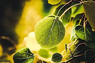 Grand Teton National Park Sunlit Eastern Redbud Tree Leaf, Wyoming