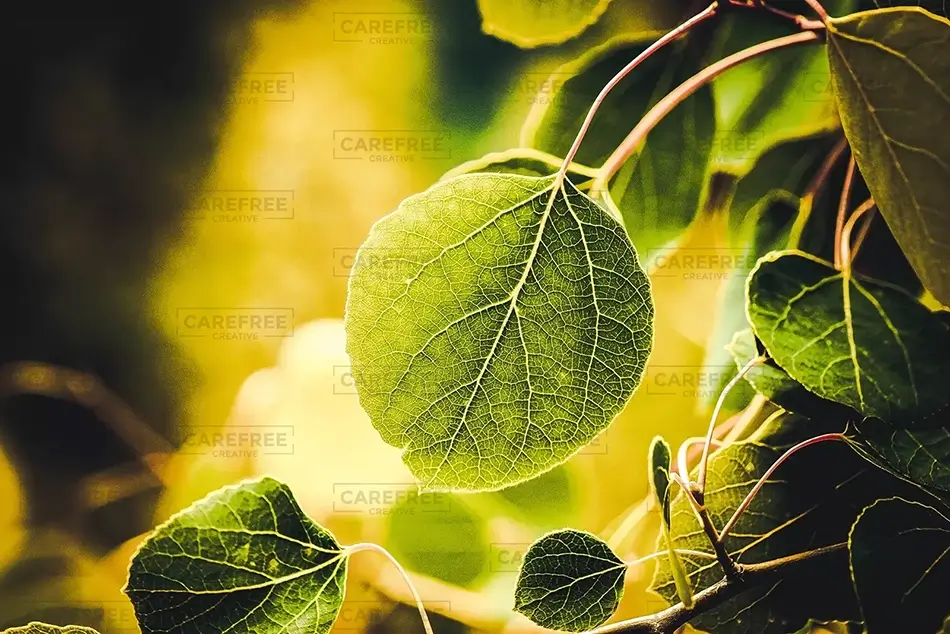 Grand Teton National Park Sunlit Eastern Redbud Tree Leaf, Wyoming · United States