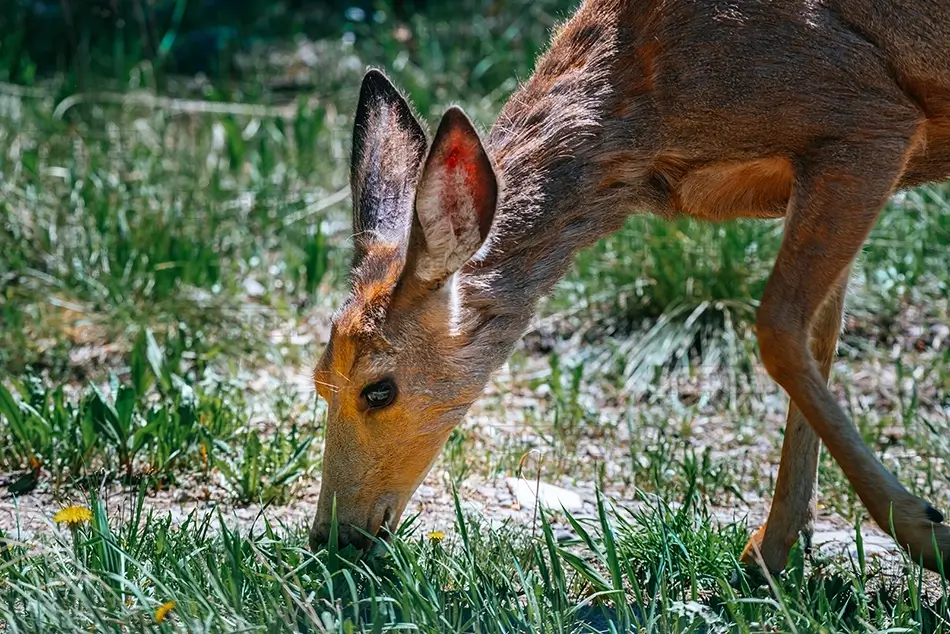Grand Tetons National Park Deer Grazing on Grass, Jackson, Wyoming · United States