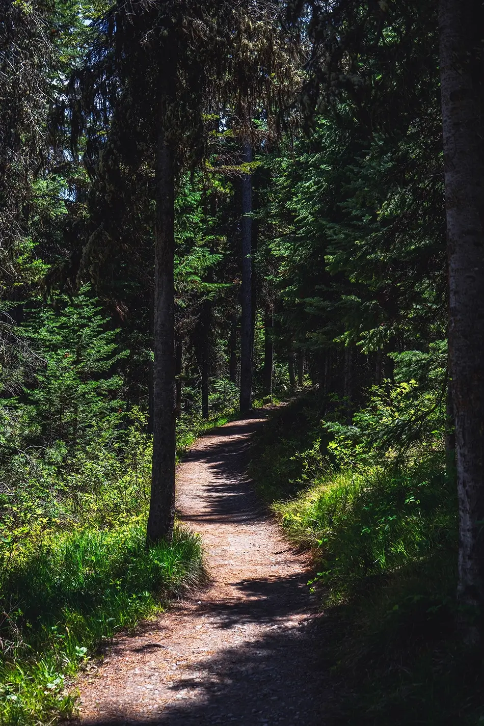 Grand Tetons National Park Forest Trail Pathway, Jackson, Wyoming · United States