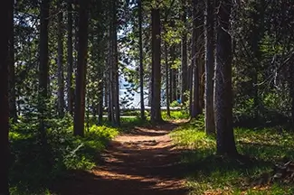 Grand Tetons National Park Forest Pathway to Water, Jackson, Wyoming