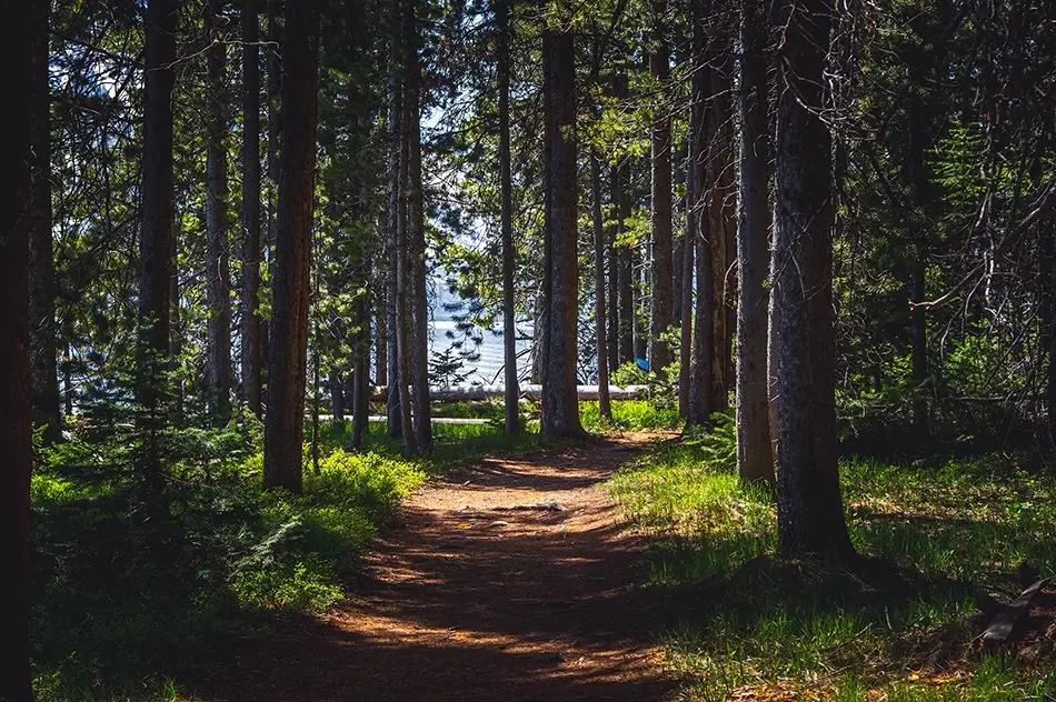 Grand Tetons National Park Forest Pathway to Water, Jackson, Wyoming · United States