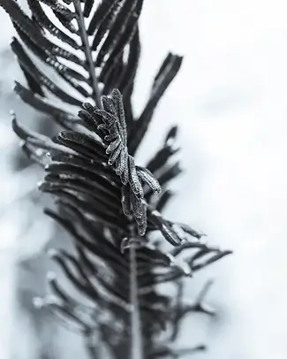 Great Bay National Wildlife Refuge Frosted Flora, Newington, New Hampshire
