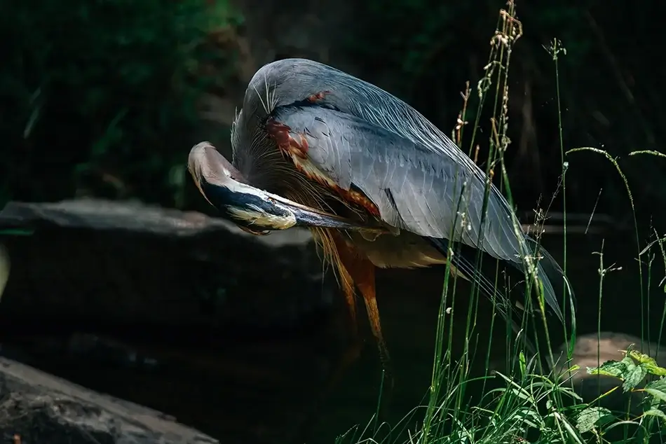 Great Falls Park Quiet Moment Of A Great Blue Heron, McLean, Virginia · United States