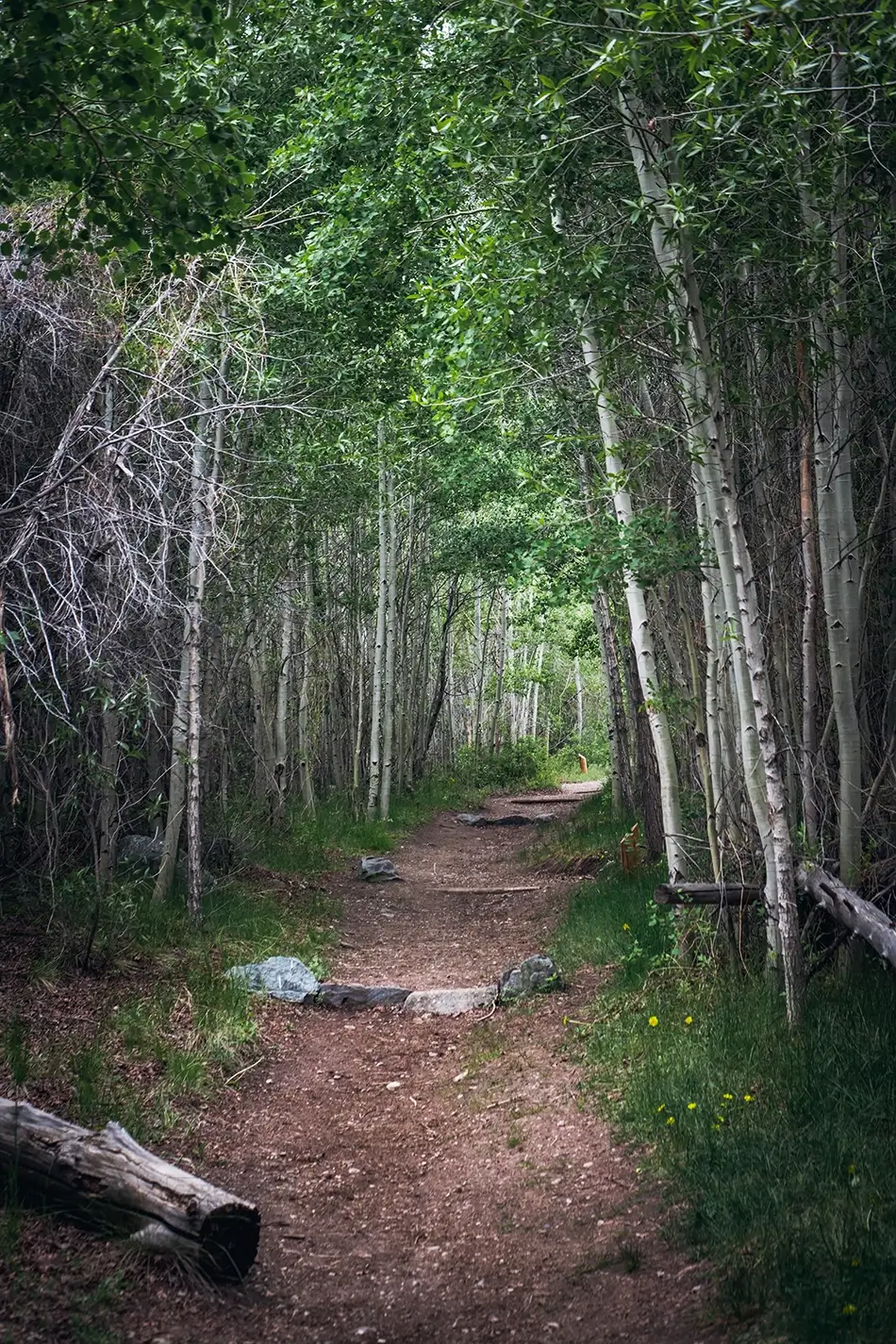 Great Sand Dunes National Park Forest Trail Pathway, Alamosa, Colorado · United States