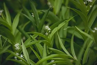 Great Sand Dunes National Park Starry False Lily-Of-The-Valley, Alamosa, Colorado