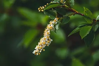 Great Sand Dunes National Park Delicate White Flower Cluster of a Black Cherry Tree, Alamosa, Colorado