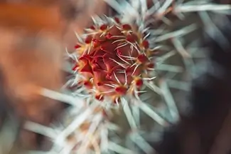 Great Sand Dunes National Park Cactus Close Up, Alamosa, Colorado