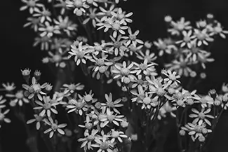 Great Sand Dunes National Park White Wildflowers in Bloom, Alamosa, Colorado