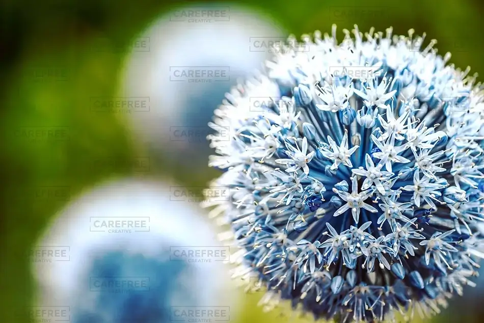 Frosted Allium Blue Flobe Onion Flower Detail, Des Moines, Iowa · United States