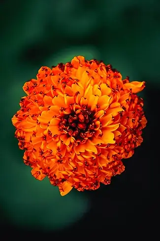 Vivid Orange Marigold Bloom, Des Moines, Iowa