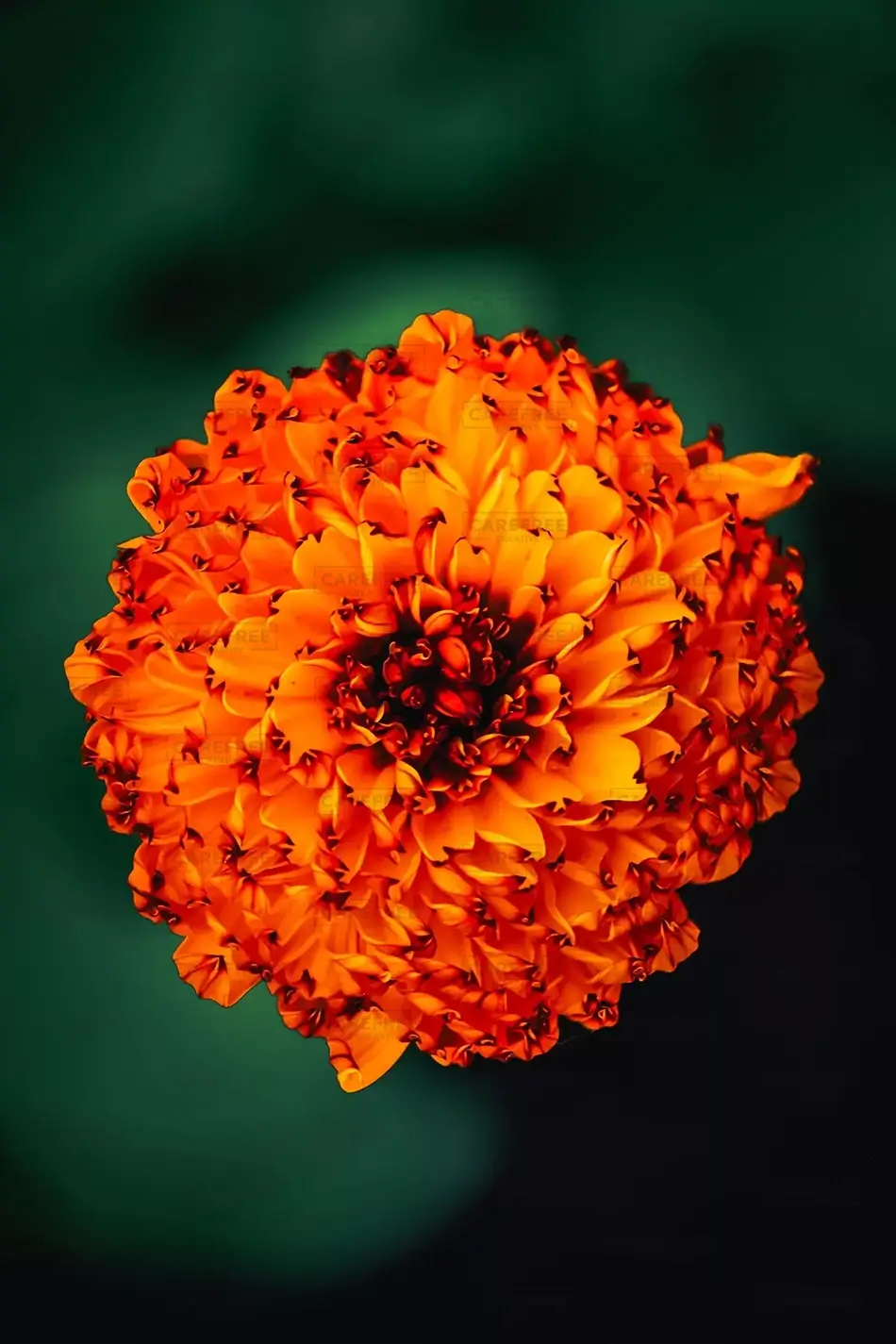 Vivid Orange Marigold Bloom, Des Moines, Iowa · United States
