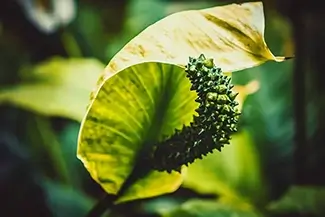 Green Peace Lily Leaf Detail, Des Moines, Iowa