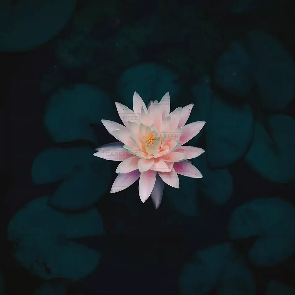 Pale Pink Water Lily in Bloom, Des Moines, Iowa · United States
