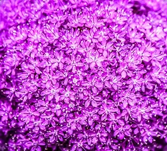 Micro Allium Purple Flowers, Des Moines, Iowa