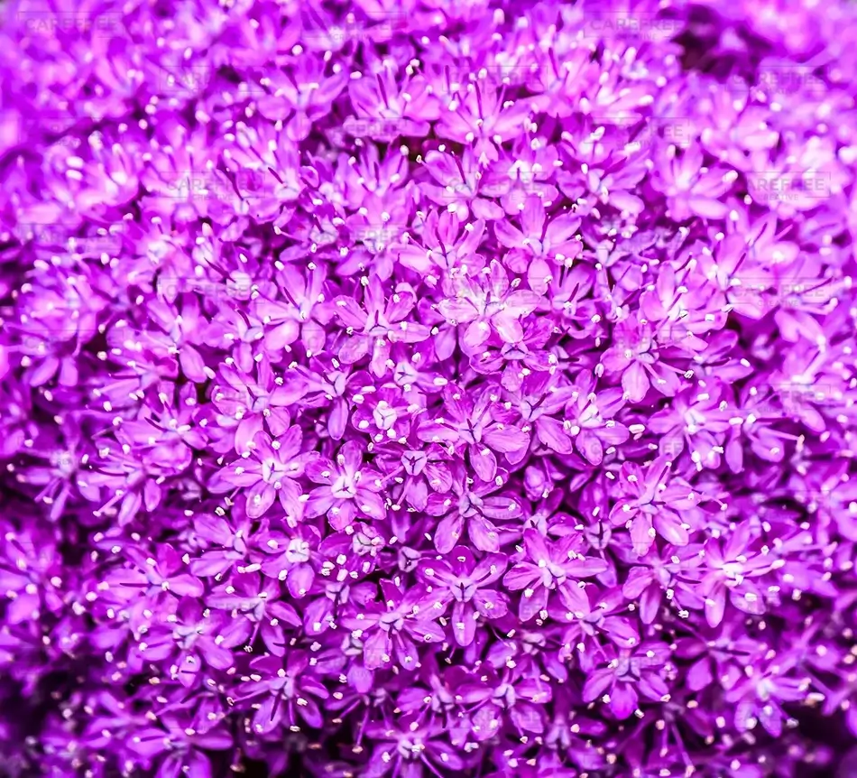Micro Allium Purple Flowers, Des Moines, Iowa · United States