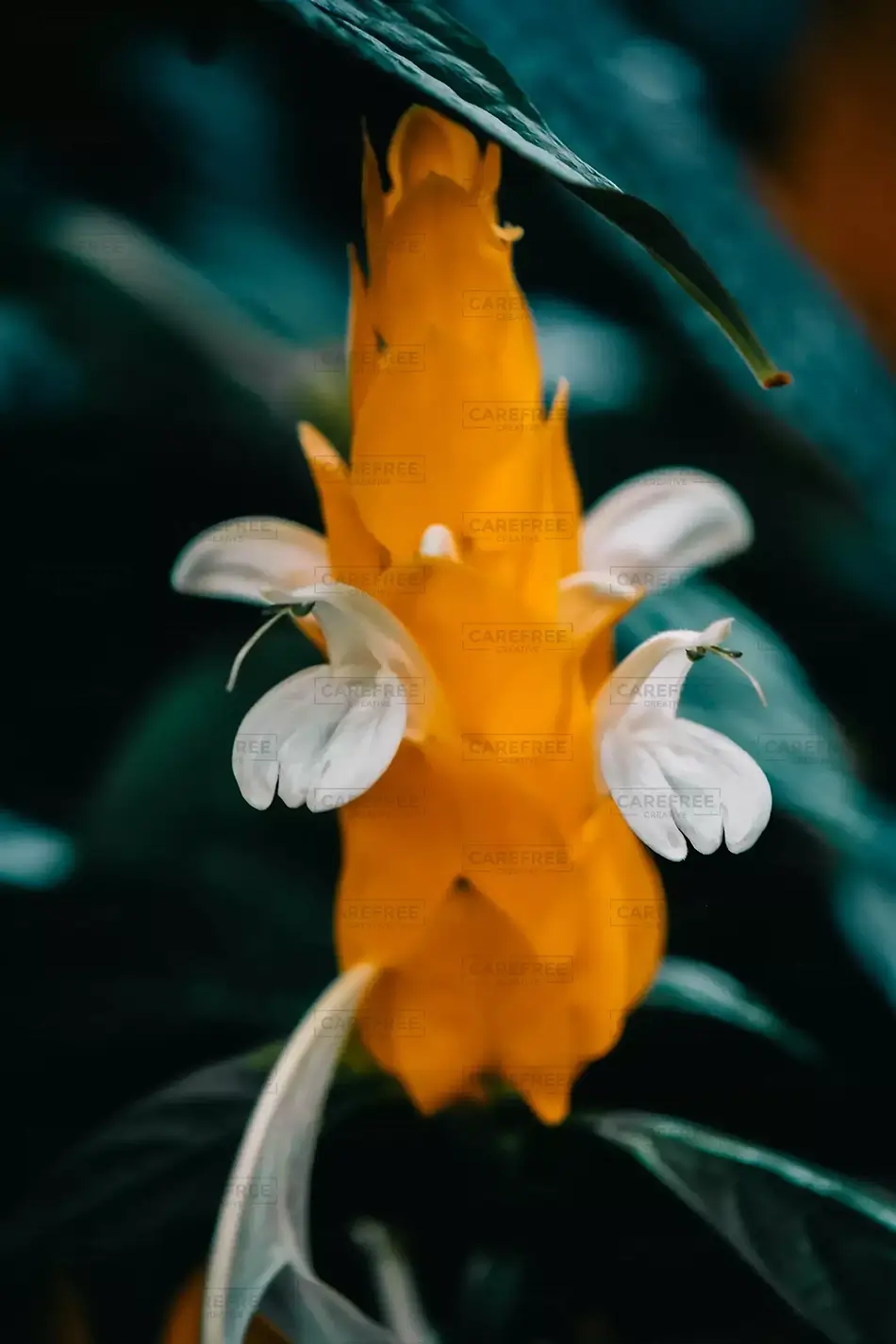 Dual-Tone Golden Shrimp Blossom, Des Moines, Iowa · United States