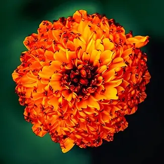 Radiant Orange Marigold Flower, Des Moines, Iowa