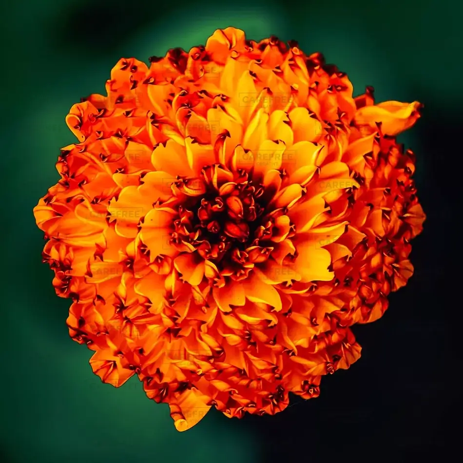 Radiant Orange Marigold Flower, Des Moines, Iowa · United States