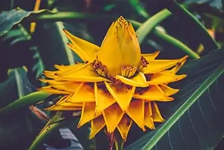 Starburst Banana Flower Plant, Des Moines, Iowa