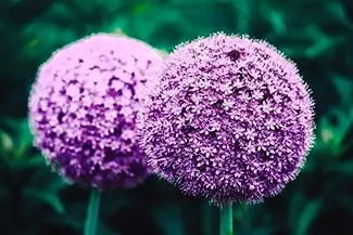 Purple Allium Sphere, Des Moines, Iowa