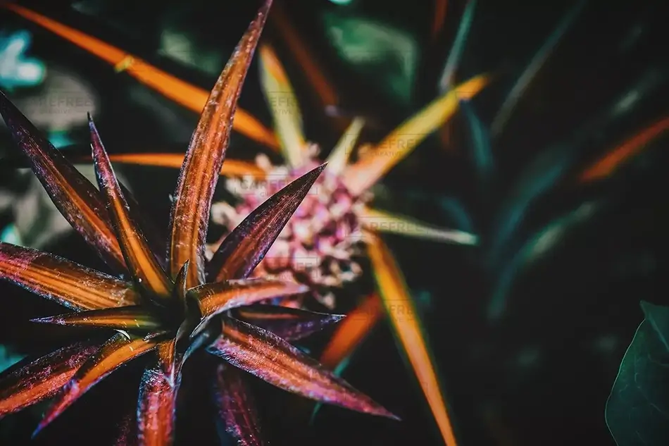 Spiked Pineapple Plant Silhouette
