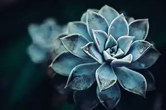 Luminescent Echeveria Succulent