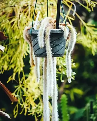 White Plant Draped Golden Monkey Tail, Des Moines, Iowa