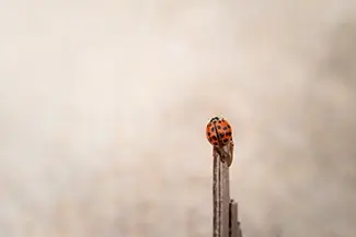 Green Point Dunes Nature Preserve Ladybug Close Up, Frankfort, Michigan