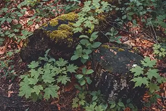 Green Point Dunes Nature Preserve Mossy Stumps Forest Floor, Frankfort, Michigan