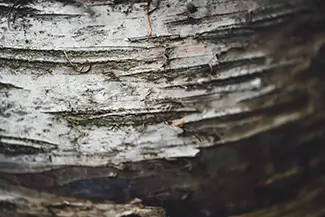 Green Point Dunes Nature Preserve Weathered Birch Bark Texture, Frankfort, Michigan