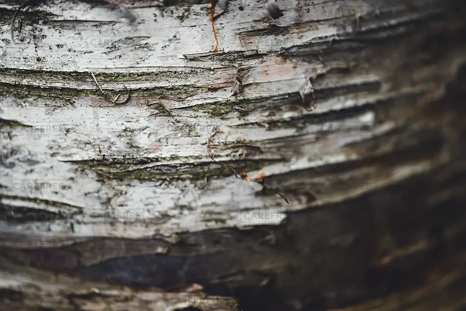 Green Point Dunes Nature Preserve Weathered Birch Bark Texture, Frankfort, Michigan · United States