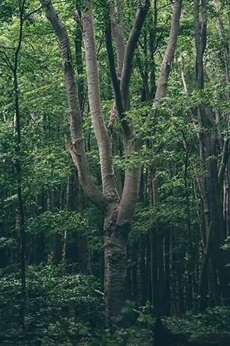 Green Point Dunes Nature Preserve Forked Tree Among Trees, Frankfort, Michigan
