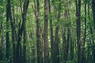 Green Point Dunes Nature Preserve Dense Forest Tree Trunks, Frankfort, Michigan