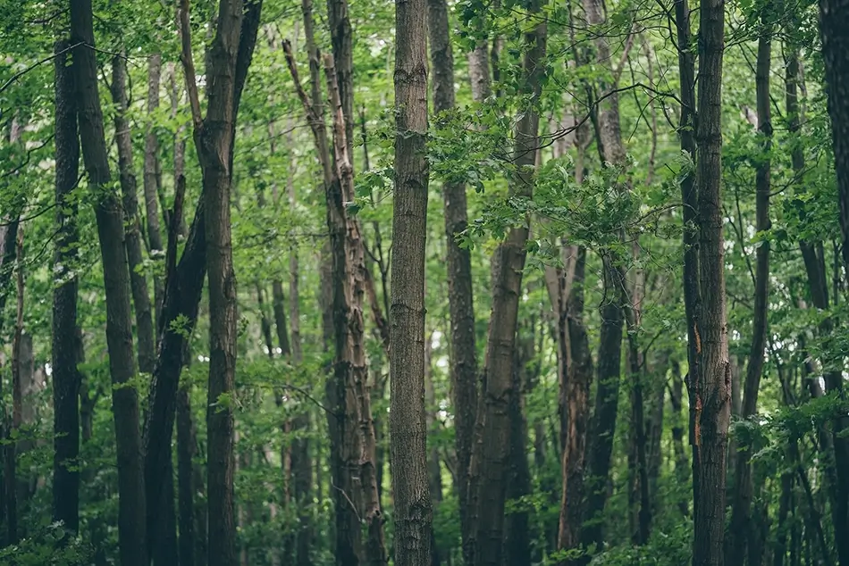 Green Point Dunes Nature Preserve Dense Forest Tree Trunks, Frankfort, Michigan · United States