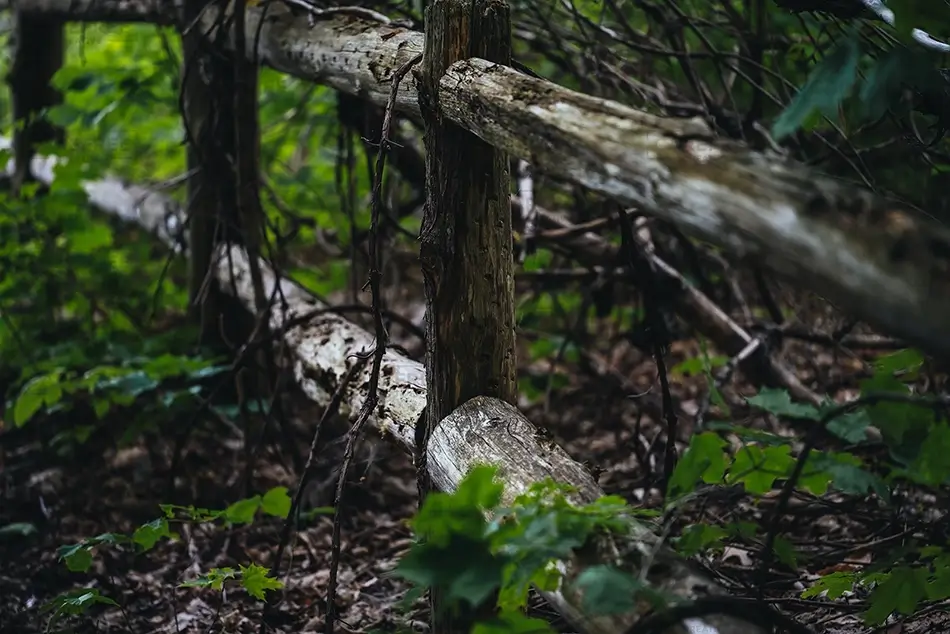 Green Point Dunes Nature Preserve Weathered Wooden Fence Post, Frankfort, Michigan · United States