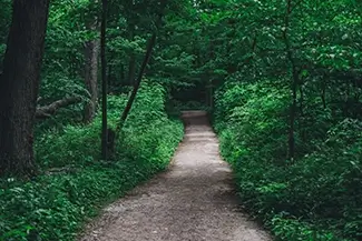 Green Point Dunes Nature Preserve Lush Forest Pathway, Frankfort, Michigan