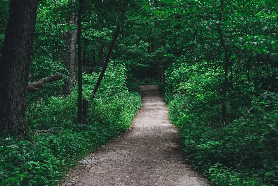 Green Point Dunes Nature Preserve Lush Forest Pathway, Frankfort, Michigan · United States